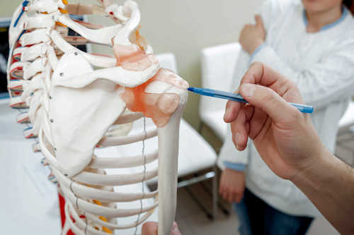 Person pointing pen at the shoulder of a demo skeleton Person pointing pen at the shoulder of a demo skeleton